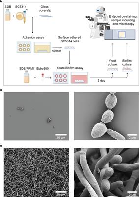Optotracing for live selective fluorescence-based detection of Candida albicans biofilms